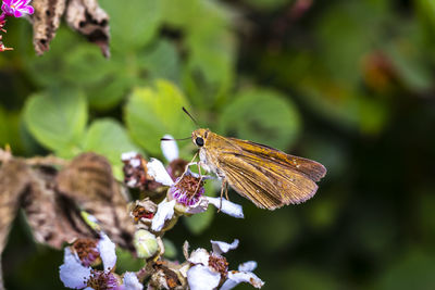 Close-up of butterfly pollinating on flower