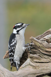 Close-up of bird perching on wood