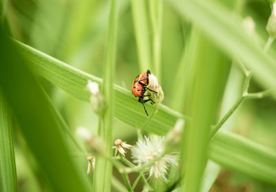 Close-up of insect on plant