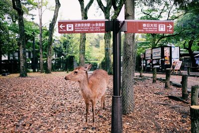 View of deer on road