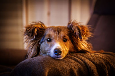 Close-up portrait of a dog at home