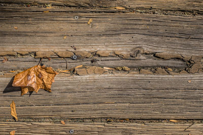 Full frame shot of dry leaf on wooden plank