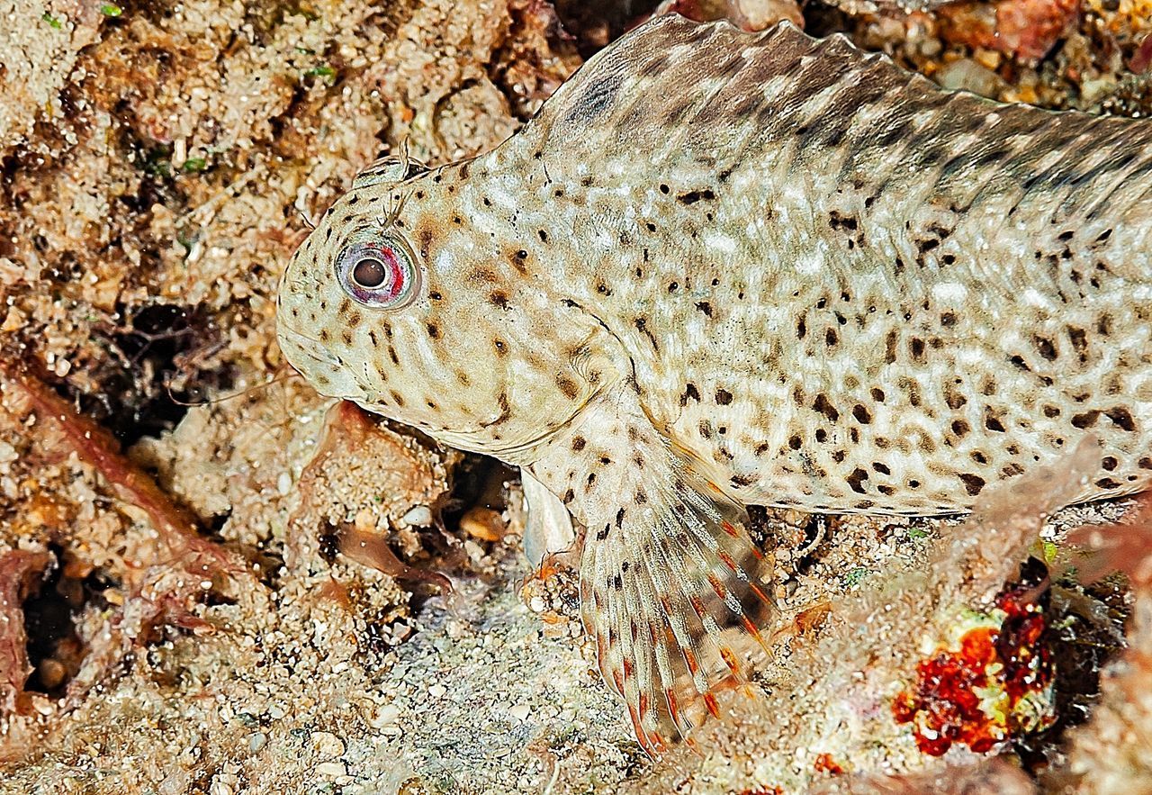 CLOSE-UP OF FISH IN SEA