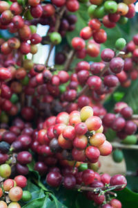 Close-up of grapes