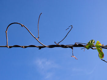 Low angle view of tree against blue sky