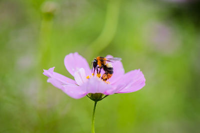 Close-up of bee pollinating on purple flower