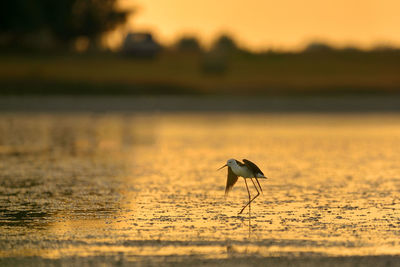 Bird on beach during sunset