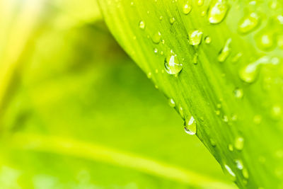 Close-up of water drops on green leaves during rainy season