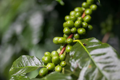 Arabica coffee beans on tree