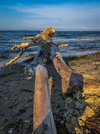 View of driftwood on beach