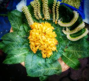 Close-up of yellow flowers