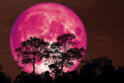 Pink tree against sky at night