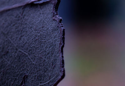 Close-up of dry leaf against wall