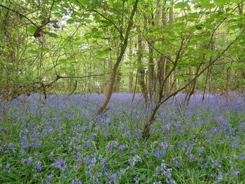 Close-up of fresh purple flower tree