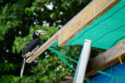 Close-up of bird perching on wood