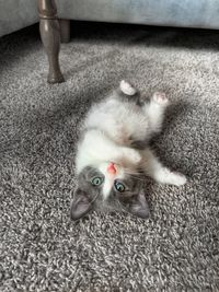 High angle portrait of cat relaxing on rug