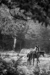 Horse standing on field