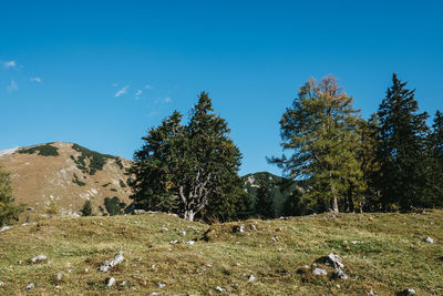 Trees on field against blue sky