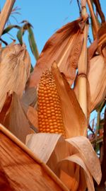 Low angle view of corn