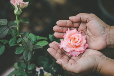 Close-up of hand holding rose