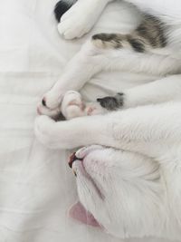 Close-up of cat sleeping