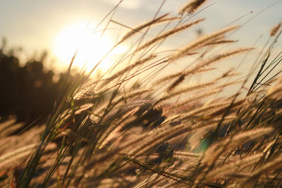 Close-up of stalks in field against sky