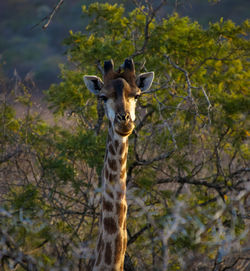 Portrait of giraffe on tree