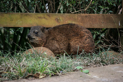 Lion resting in a field