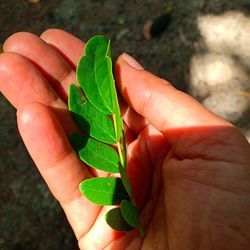 Close-up of hand holding leaves