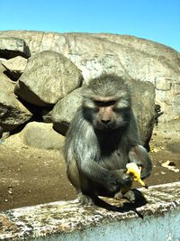 Monkey sitting on rock