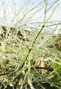 Close-up of spider web on plant