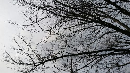 Low angle view of bare tree against sky