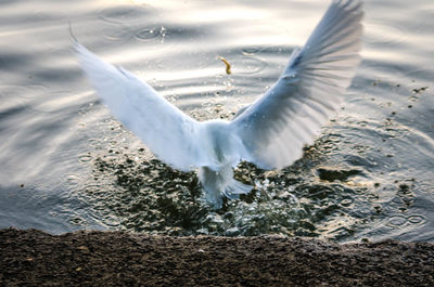 Close-up of swan swimming in water