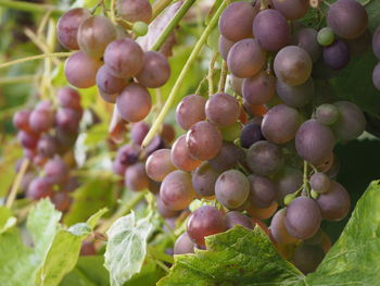 Close-up of grapes growing in vineyard