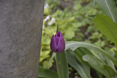 Close-up of purple flower blooming outdoors