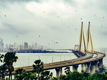 Birds flying over city