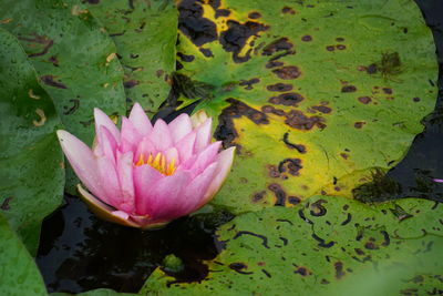 Close-up of lotus water lily in lake