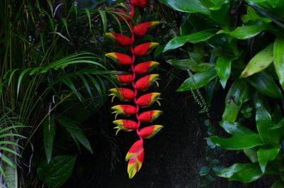 Close-up of fresh plants in water