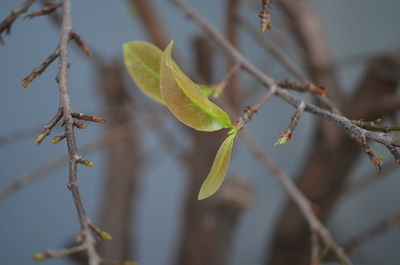 Close-up of leaves on branch