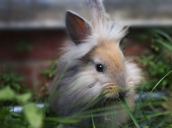 Close-up portrait of rabbit on grass