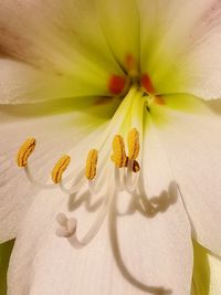 Macro shot of white lily