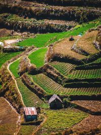 High angle view of agricultural field