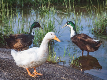 Birds in calm water