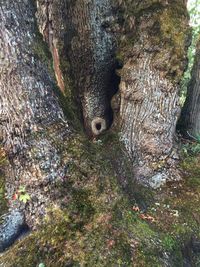 High angle view of lizard on tree trunk