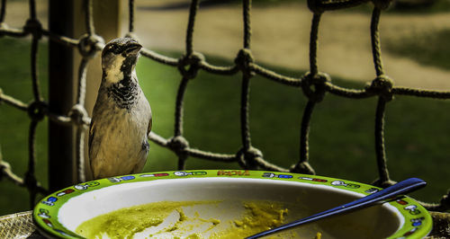 Close-up of bird perching on metal fence