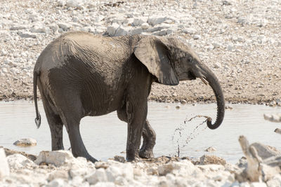 View of elephant standing on frozen field