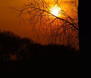 Silhouette of trees at sunset