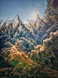 Low angle view of trees in forest against sky