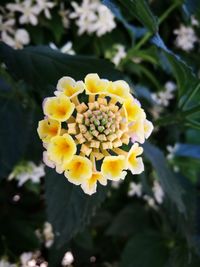 Close-up of yellow daisy blooming in park