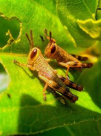 Close-up of an animal